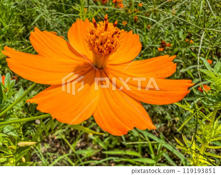 Blooming season of yellow cosmos Blooming season of yellow cosmos 119193851