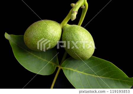 Unripe walnuts in the husk on a branch. Twig of a common walnut tree, Juglans regia, with two walnuts, still covered with green husk and that are about to mature. Close-up on black background. Photo. Unripe walnuts in the husk on a branch. Twig of a common walnut tree, Juglans regia, with two walnuts, still covered with green husk and that are about to mature. Close-up on black background. Photo. 119193853