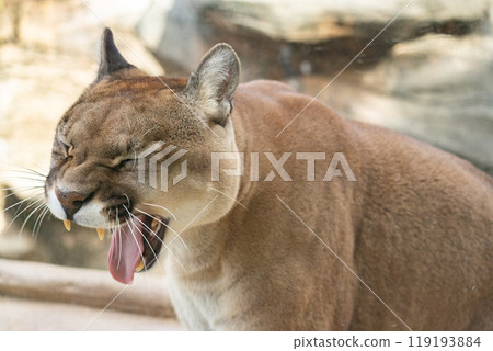 Yawning Puma 119193884