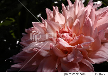 達利亞盛開 119194677