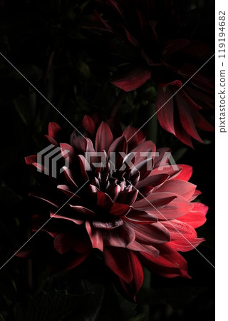 Dalia in full bloom 119194682