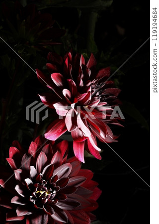 Dalia in full bloom Dalia in full bloom 119194684