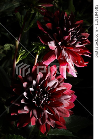 Dalia in full bloom 119194685
