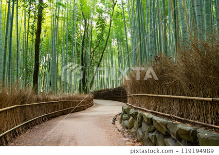 Arashiyama, Sagano Bamboo Forest Path in Kyoto Arashiyama, Sagano Bamboo Forest Path in Kyoto 119194989
