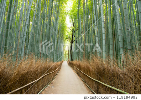 Arashiyama, Sagano Bamboo Forest Path in Kyoto Arashiyama, Sagano Bamboo Forest Path in Kyoto 119194992