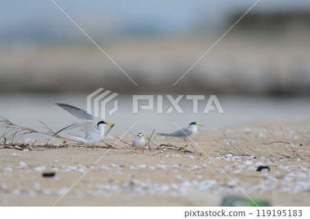 Tern colony 119195183