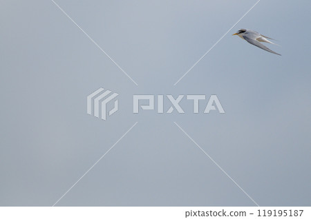 Tern colony Tern colony 119195187