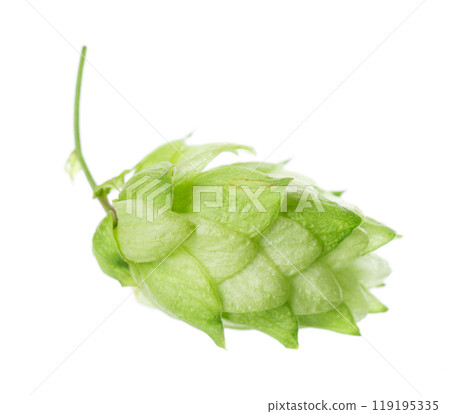 Fresh green hop isolated on white background. Organic Hop Flower. Clipping path. Fresh green hop isolated on white background. Organic Hop Flower. Clipping path. 119195335