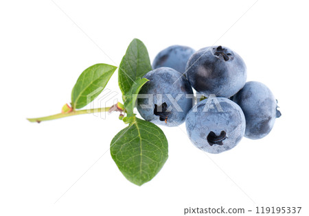Blueberry branch isolated on white background. Bilberry or whortleberry with green leaves. Clipping path. 119195337