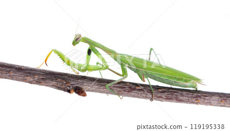 Mantis green isolated on white background. European mantis or praying mantis on a branch. Clipping path. Mantis green isolated on white background. European mantis or praying mantis on a branch. Clipping path. 119195338