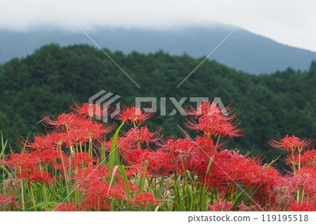 Red spider lilies, mountains and clouds 119195518