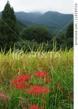 Rice fields, red spider lilies and mountains 119195519