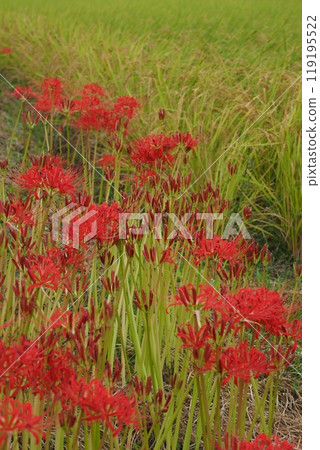 Licorice blossoms blooming in the rice field 119195522