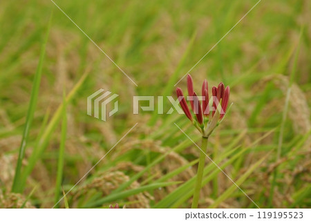 Rice and red spider lily buds Rice and red spider lily buds 119195523