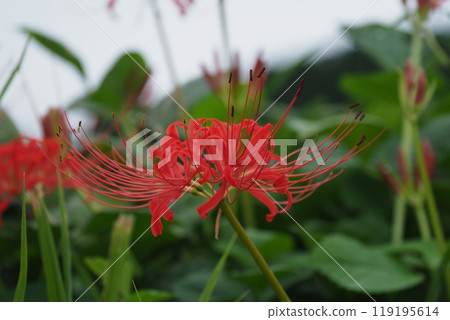 Higanbana Higanbana 119195614