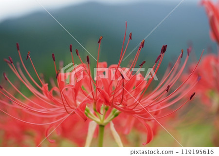 Red spider lilies and up Red spider lilies and up 119195616