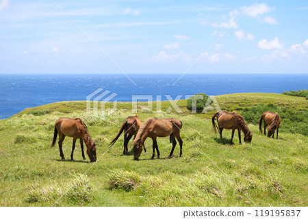 Yonaguni horses at Higashizaki Ranch on Yonaguni Island 119195837