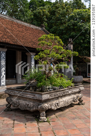 Bonsai tree in a pot at Hanoi, Vietnam. Bonsai tree in a pot at Hanoi, Vietnam. 119195867