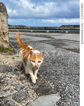 與那國島/索那地區的貓 119195869