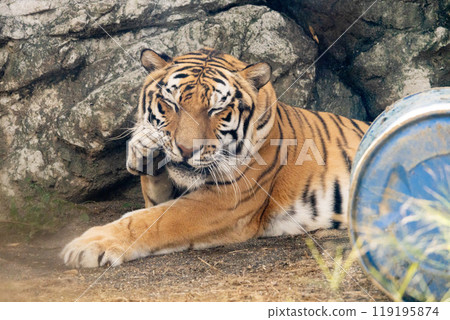 Amur tiger washing its face Amur tiger washing its face 119195874