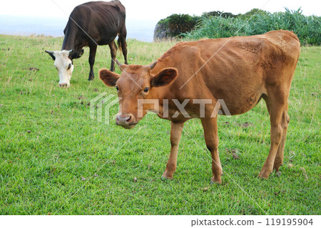 Cows grazing at Higashizaki Ranch on Yonaguni Island 119195904
