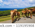 Yonaguni Island South Ranch Yonaguni Horse 2024 119195908