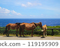 Yonaguni Island South Ranch Yonaguni Horse 2024 119195909