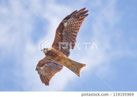 A black kite flying in the autumn sky 119195969