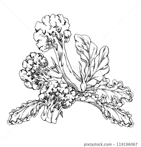 Broccoli vegetable, diet and healthy lifestyle, green salad mix vegan cooking. Hand drawn vector ink. Illustration composition isolated on white background. Design for recipe book, website, card, menu 119196067