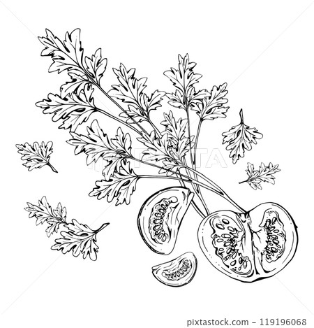 Tomato vegetable, coriander parsley herb, nuts diet and healthy lifestyle, salad vegan cooking. Hand drawn vector ink. Illustration composition isolated on white background. Design print, card, menu 119196068