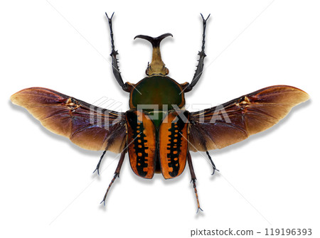 Green orange flower beetle Mecynorhina harrisi displaying its striking wings on transparent background, showcasing vibrant colors and intricate patterns, collection beetles. Green orange flower beetle Mecynorhina harrisi displaying its striking wings on transparent background, showcasing vibrant colors and intricate patterns, collection beetles. 119196393