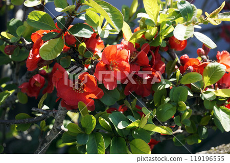 春天三月盛開的紅色散景花朵 春天三月盛開的紅色散景花朵 119196555