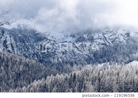 Snowy forest beneath Dolomites shrouded in clouds in winter 119196586
