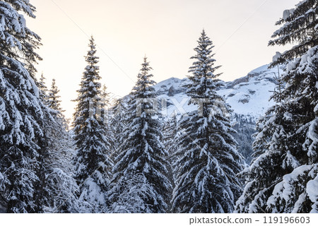 Sun setting behind snow covered evergreens in Alps Sun setting behind snow covered evergreens in Alps 119196603