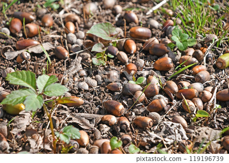 秋天灌木叢中的橡子 秋天灌木叢中的橡子 119196739