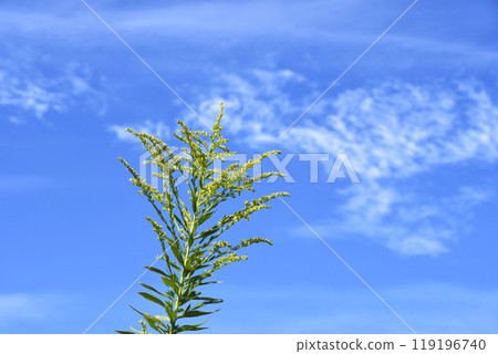 高大的冒泡草和秋天的天空 高大的冒泡草和秋天的天空 119196740