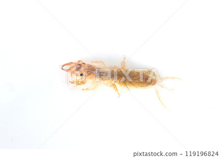 白色背景下拍攝的接近出現時間的白色蜉蝣 119196824