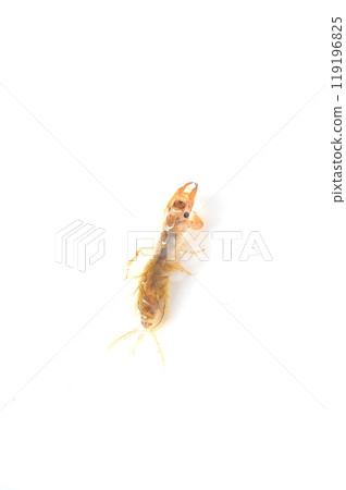 A giant mayfly close to emerging, photographed against a white background 119196825
