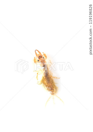 白色背景下拍攝的接近出現時間的白色蜉蝣 白色背景下拍攝的接近出現時間的白色蜉蝣 119196826