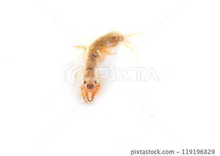 A giant mayfly close to emerging, photographed against a white background A giant mayfly close to emerging, photographed against a white background 119196829