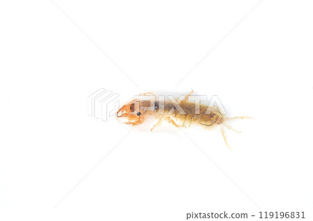A giant mayfly close to emerging, photographed against a white background A giant mayfly close to emerging, photographed against a white background 119196831