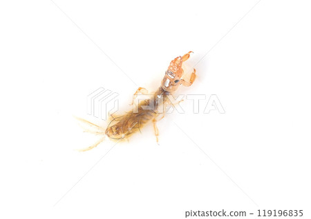 A giant mayfly close to emerging, photographed against a white background 119196835