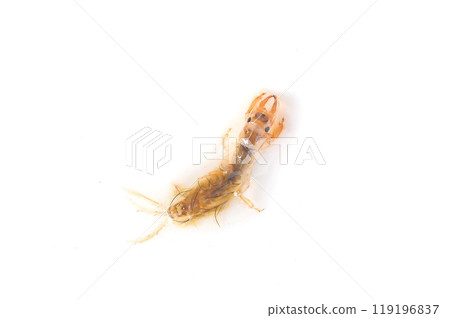 A giant mayfly close to emerging, photographed against a white background A giant mayfly close to emerging, photographed against a white background 119196837