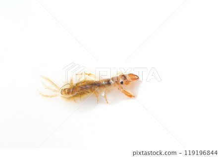 A giant mayfly close to emerging, photographed against a white background A giant mayfly close to emerging, photographed against a white background 119196844