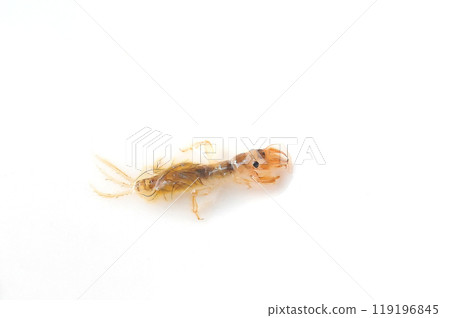 白色背景下拍攝的接近出現時間的白色蜉蝣 白色背景下拍攝的接近出現時間的白色蜉蝣 119196845