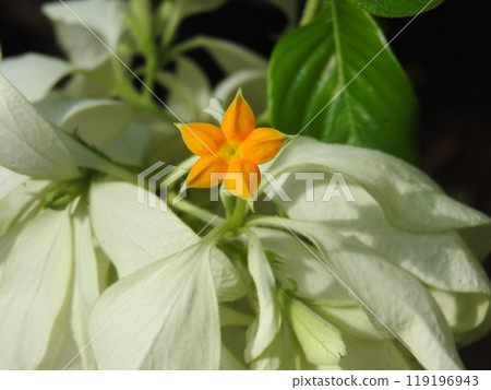 Flowers of the evergreen climbing woody plant "Concordance" of the Rubiaceae family 119196943