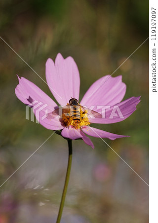 A slender-headed fly playing on cosmos flowers A slender-headed fly playing on cosmos flowers 119197097