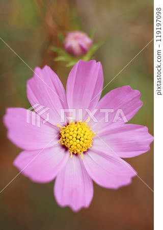 Close-up of Cosmos Close-up of Cosmos 119197098