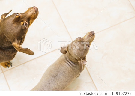 Two little dogs view from top Two little dogs view from top 119197272