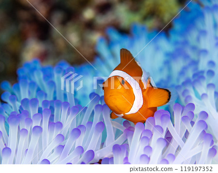 Sea anemone and anemone fish Sea anemone and anemone fish 119197352